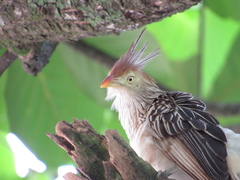 Guira guira