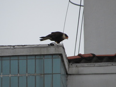 Caracara plancus