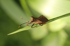 Daladeropsis africana