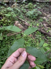 Lithachne pauciflora