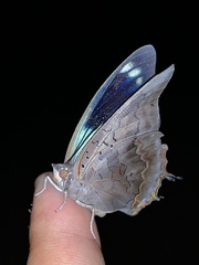 Charaxes phaeus
