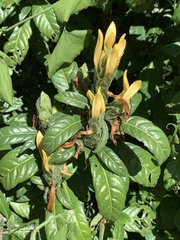 Metarungia longistrobus
