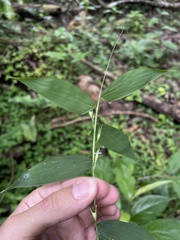 Lithachne pauciflora