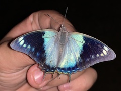 Charaxes phaeus