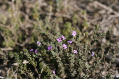 Jamesbrittenia microphylla