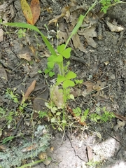 Oxalis pes-caprae
