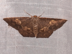 Serratophyga subangulata