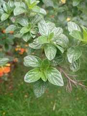 Streptosolen