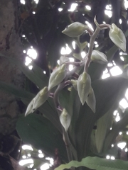 Catasetum maculatum image