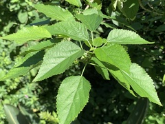 Acalypha glabrata