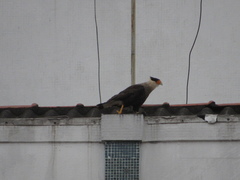 Caracara plancus