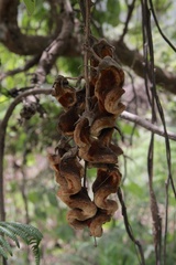 Mucuna occidentalis