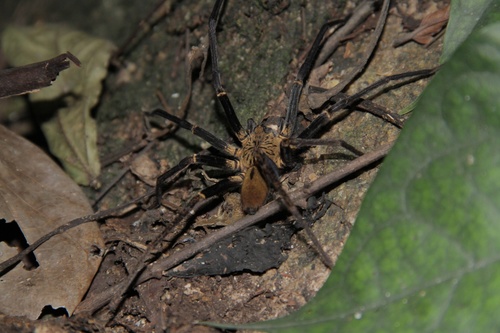 Macroctenus kingsleyi