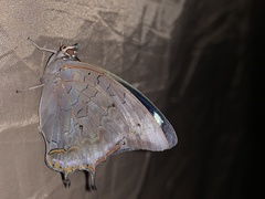 Charaxes phaeus
