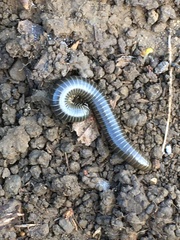 Diplopoda