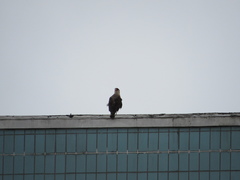 Caracara plancus