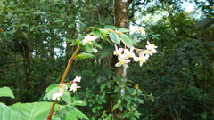 Image of Begonia foliosa