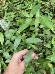 Lithachne pauciflora