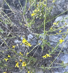 Senecio pubigerus