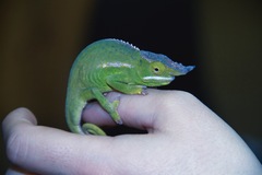 Furcifer willsii