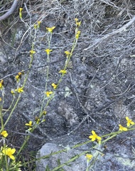 Senecio pubigerus