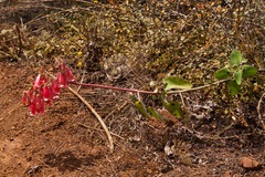 Kalanchoe peltata