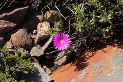 Lampranthus pauciflorus