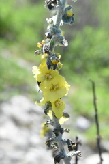 Verbascum gnaphalodes