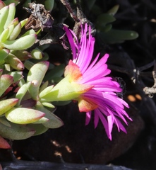 Lampranthus pauciflorus