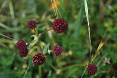 Sanicula bipinnatifida