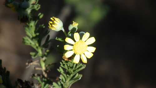 Image of Euryops algoensis by (c) Shaun Swanepoel, some rights reserved (CC BY)