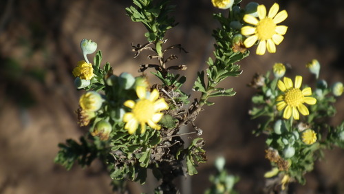 Image of Euryops algoensis by (c) Shaun Swanepoel, some rights reserved (CC BY)