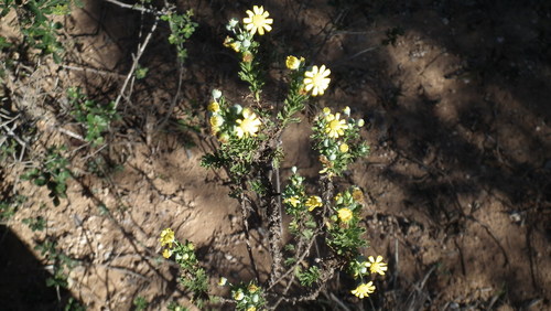 Image of Euryops algoensis by (c) Shaun Swanepoel, some rights reserved (CC BY)