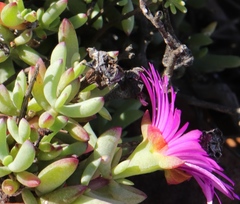 Lampranthus pauciflorus