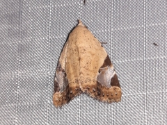 Pseudeustrotia semialba