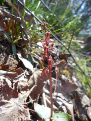 Neottia bifolia