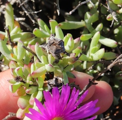 Lampranthus pauciflorus