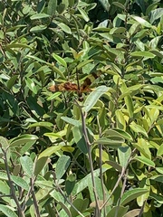 Celithemis eponina