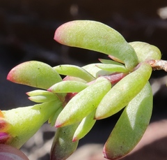 Lampranthus pauciflorus