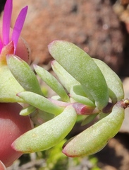 Lampranthus pauciflorus