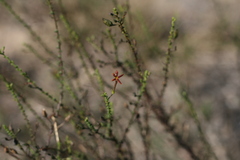 Jamesbrittenia atropurpurea