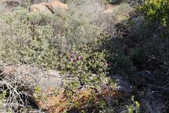 Lampranthus pauciflorus