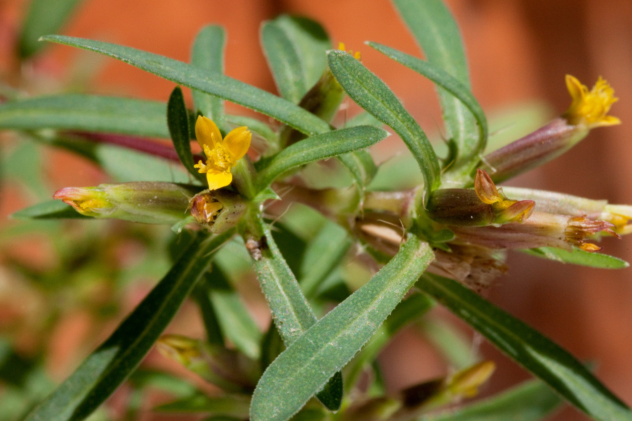 Pectis cylindrica