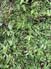 Lithachne pauciflora