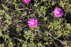 Lampranthus pauciflorus