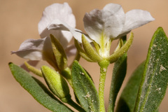 Nerisyrenia hypercorax