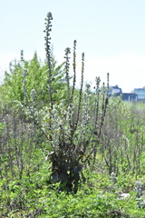 Verbascum gnaphalodes