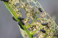 Gastrophysa cyanea