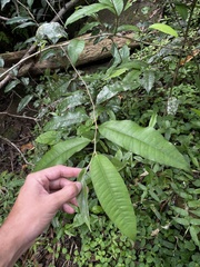 Chrysophyllum argenteum