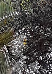 Ploceus capensis